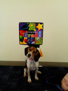 Tassel Degree Hat Pet Products - Otaj Gifts
