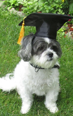 Tassel Degree Hat Pet Products - Otaj Gifts