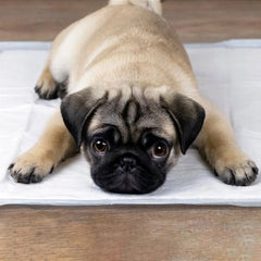 Pet Good Pad Slim Toilet Mat 60cm X 60cm 7 Units Dogs - Otaj Gifts