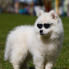 Doll Sunglasses Pet Toy Accessories - Otaj Gifts